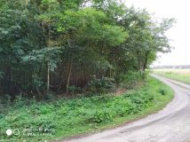 Działka leśna Stefanów. Zdjęcie 1