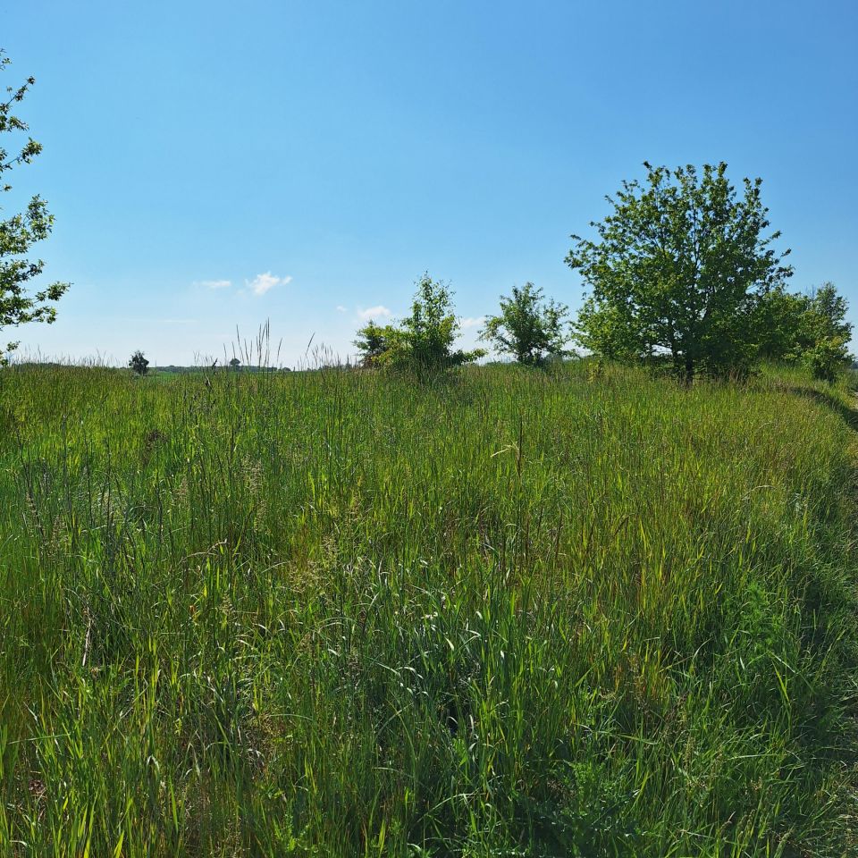 Działka rolno-budowlana Osiecz Mały. Zdjęcie 3