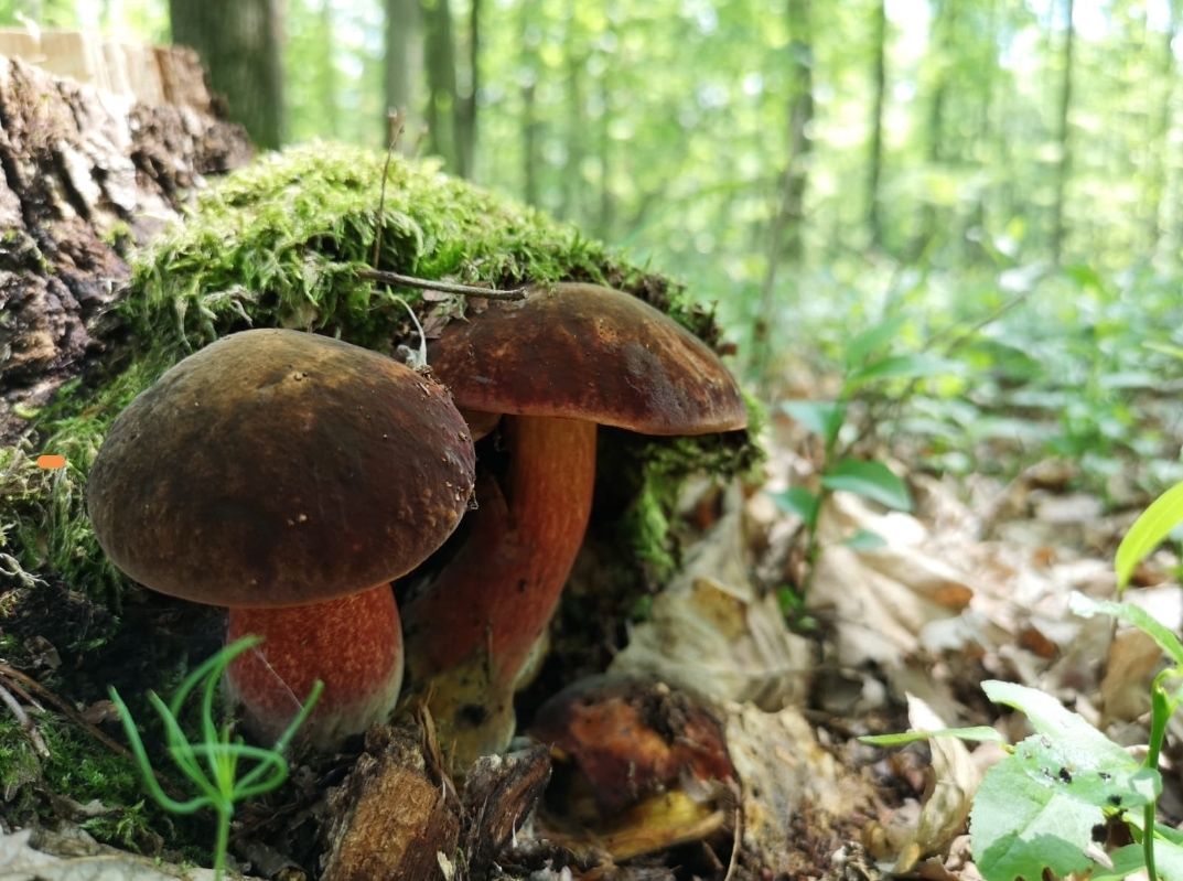 Działka budowlana Budy Zaklasztorne, ul. Mazowiecka. Zdjęcie 11