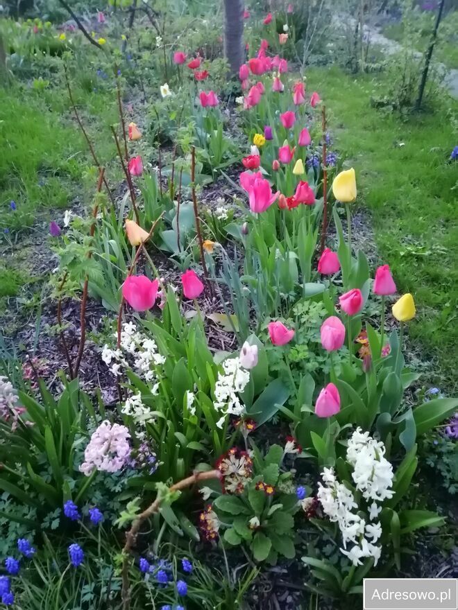 Działka rod Warszawa Mokotów, ul. Racławicka. Zdjęcie 8