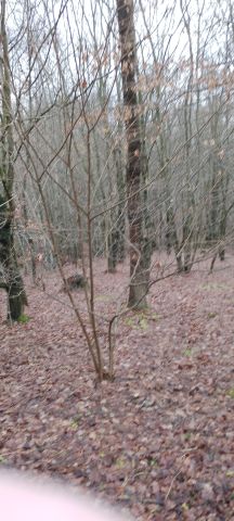 Działka leśna Osobnica Wysłanka, Osobnica. Zdjęcie 1