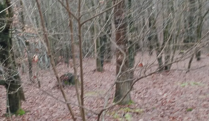 Działka leśna Osobnica Wysłanka, Osobnica