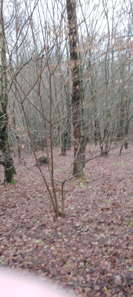 Działka leśna Osobnica Wysłanka, Osobnica. Zdjęcie 1