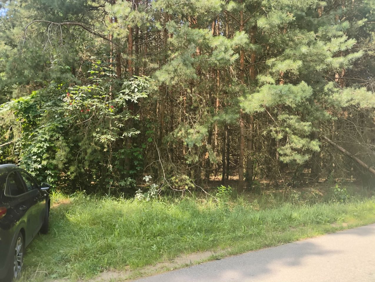 Działka rekreacyjna Rydzyn Włościański. Zdjęcie 2