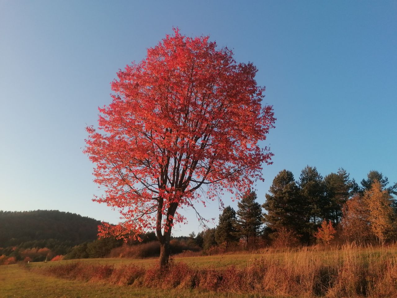 Działka rekreacyjna Rybotycze. Zdjęcie 19