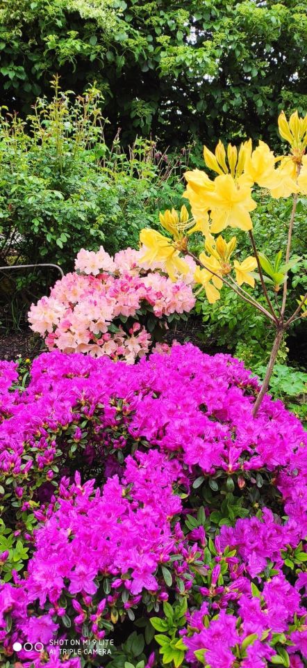 Działka rod Bytom Szombierki, ul. Zabrzańska. Zdjęcie 5