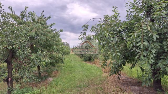 Działka budowlana Grabów nad Pilicą, ul. Kazimierza Pułaskiego. Zdjęcie 5