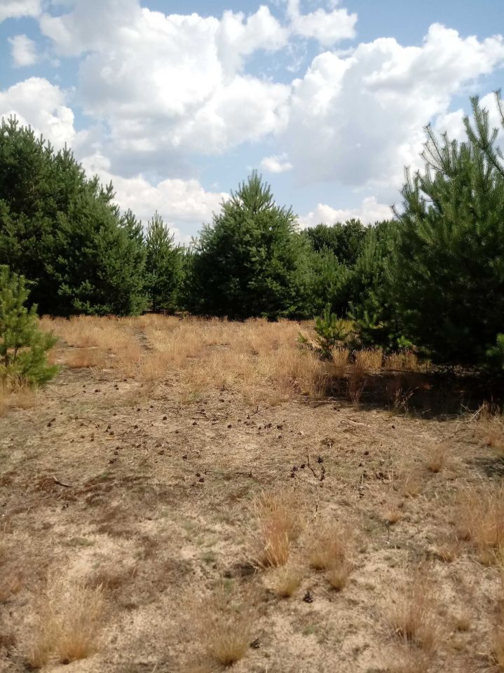 Działka rekreacyjna Ostrykół Dworski. Zdjęcie 4