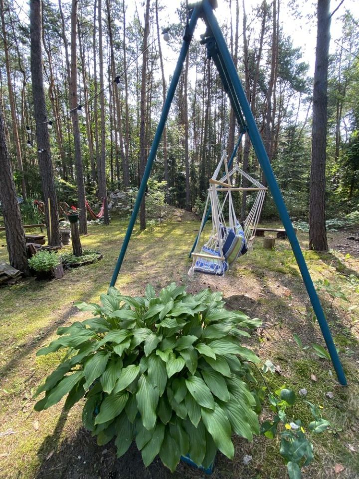 Działka leśna Królewo. Zdjęcie 4