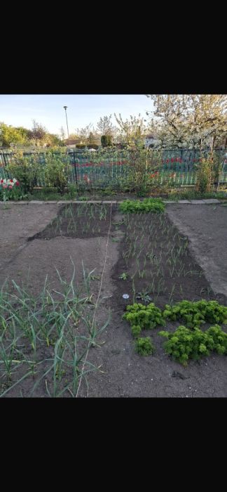 Działka rod Gdańsk Stogi, ul. Ugory. Zdjęcie 3