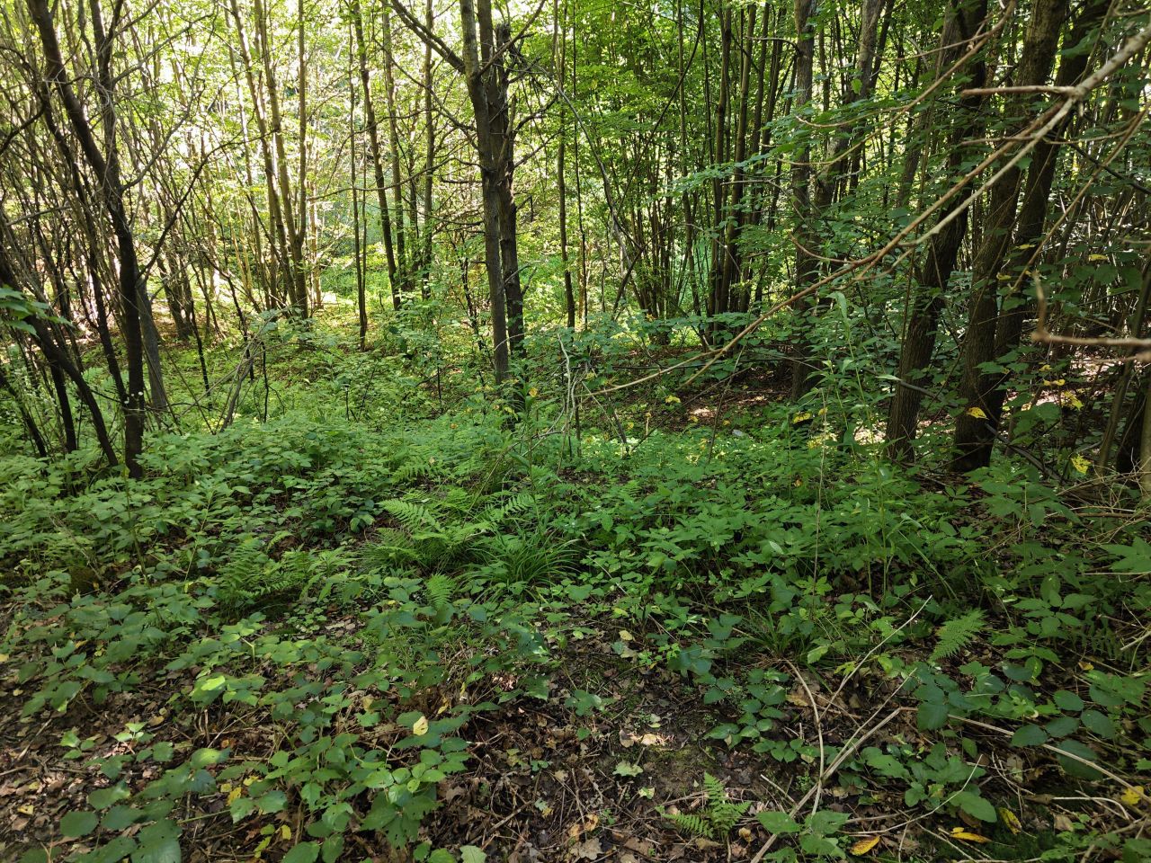 Działka rolno-budowlana Święcany. Zdjęcie 23