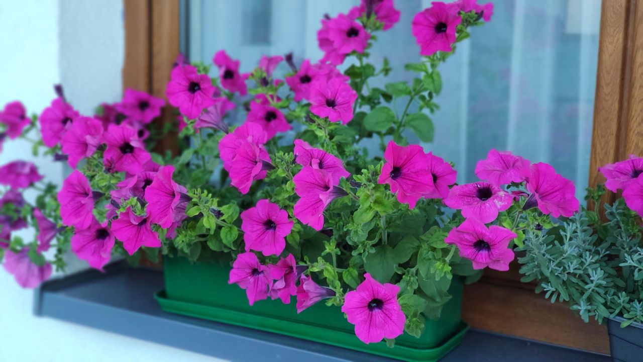 Mieszkanie 4-pokojowe Bydgoszcz Jary, ul. Słoneczna. Zdjęcie 27