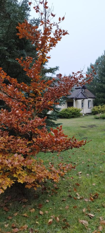 dom wolnostojący, 8 pokoi Lubień. Zdjęcie 6