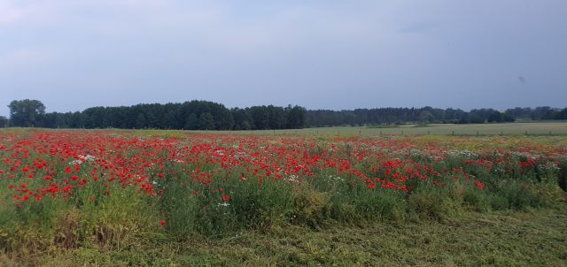 Działka budowlana Stargard. Zdjęcie 2