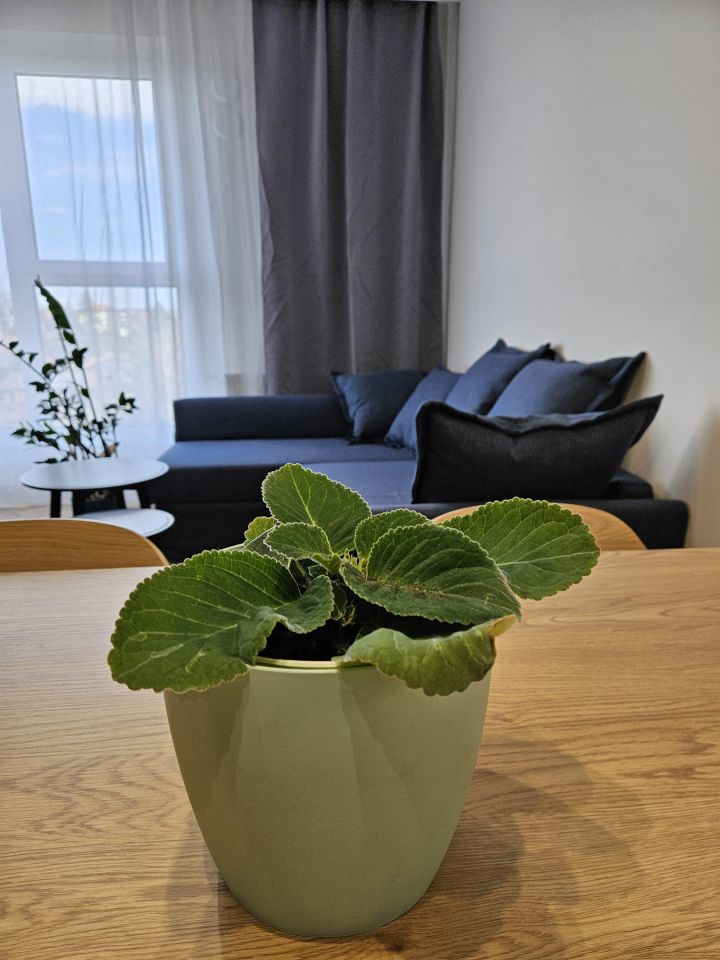 Mieszkanie 2-pokojowe Rzeszów Krakowska , ul. Krakowska. Zdjęcie 13