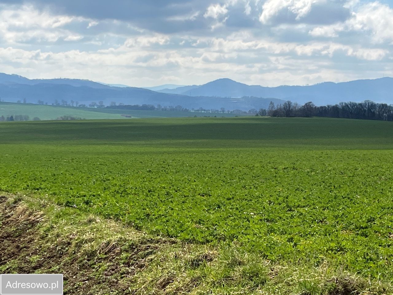 Działka rolna Rzeszówek