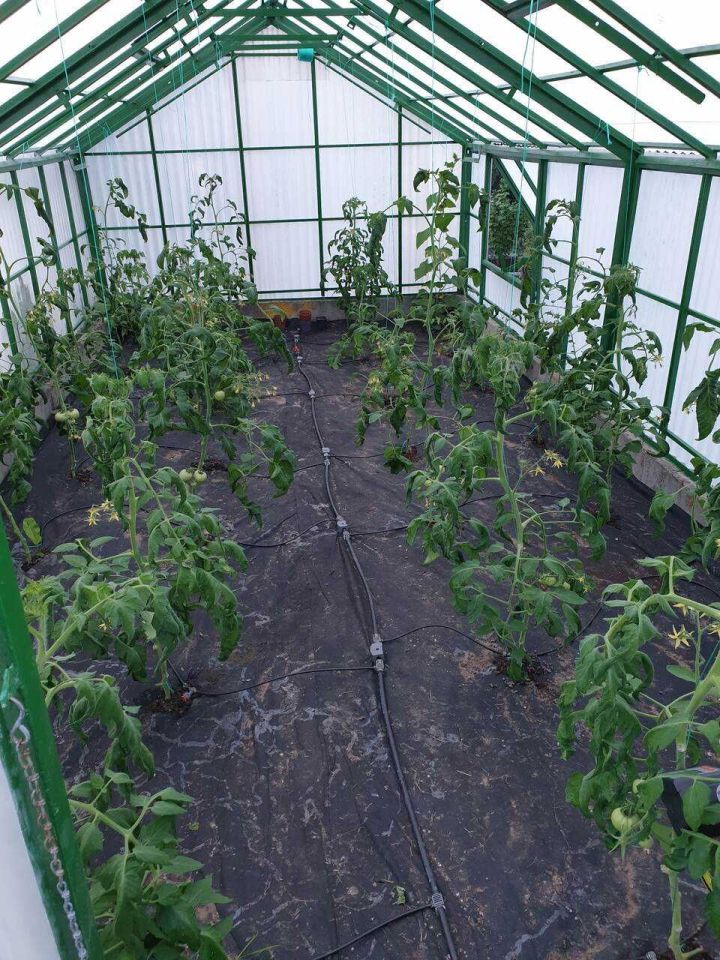 Działka rod Gdynia Mały Kack, ul. Witolda. Zdjęcie 3