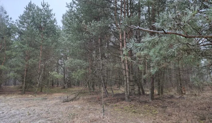 Działka rolna Widełka