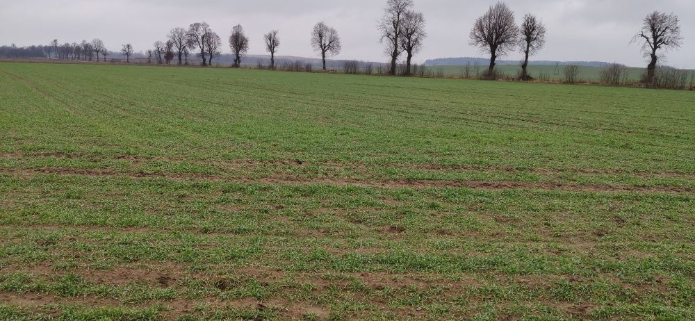 Działka budowlana Gąsiorowo. Zdjęcie 6