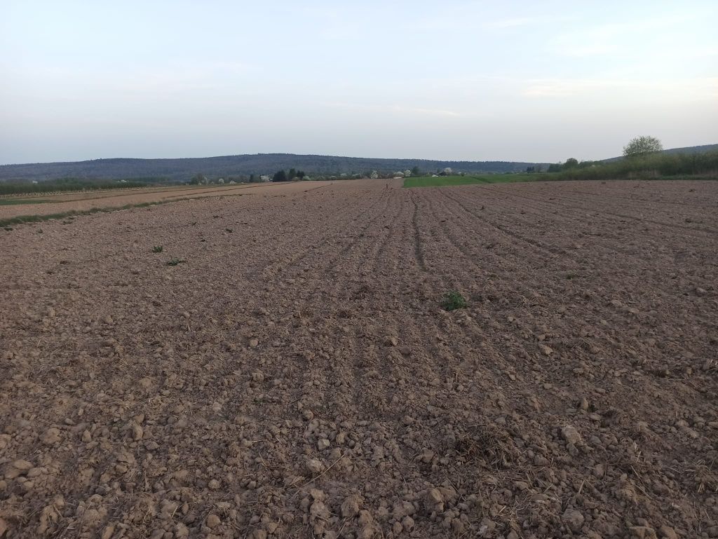 Działka rolna Nowy Skoszyn. Zdjęcie 8