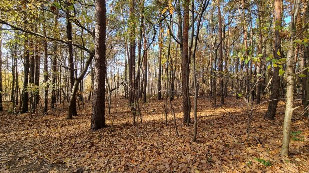 Działka budowlana Strzeniówka, ul. Pruszkowska. Zdjęcie 6