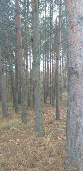 Działka leśna Obory. Zdjęcie 3