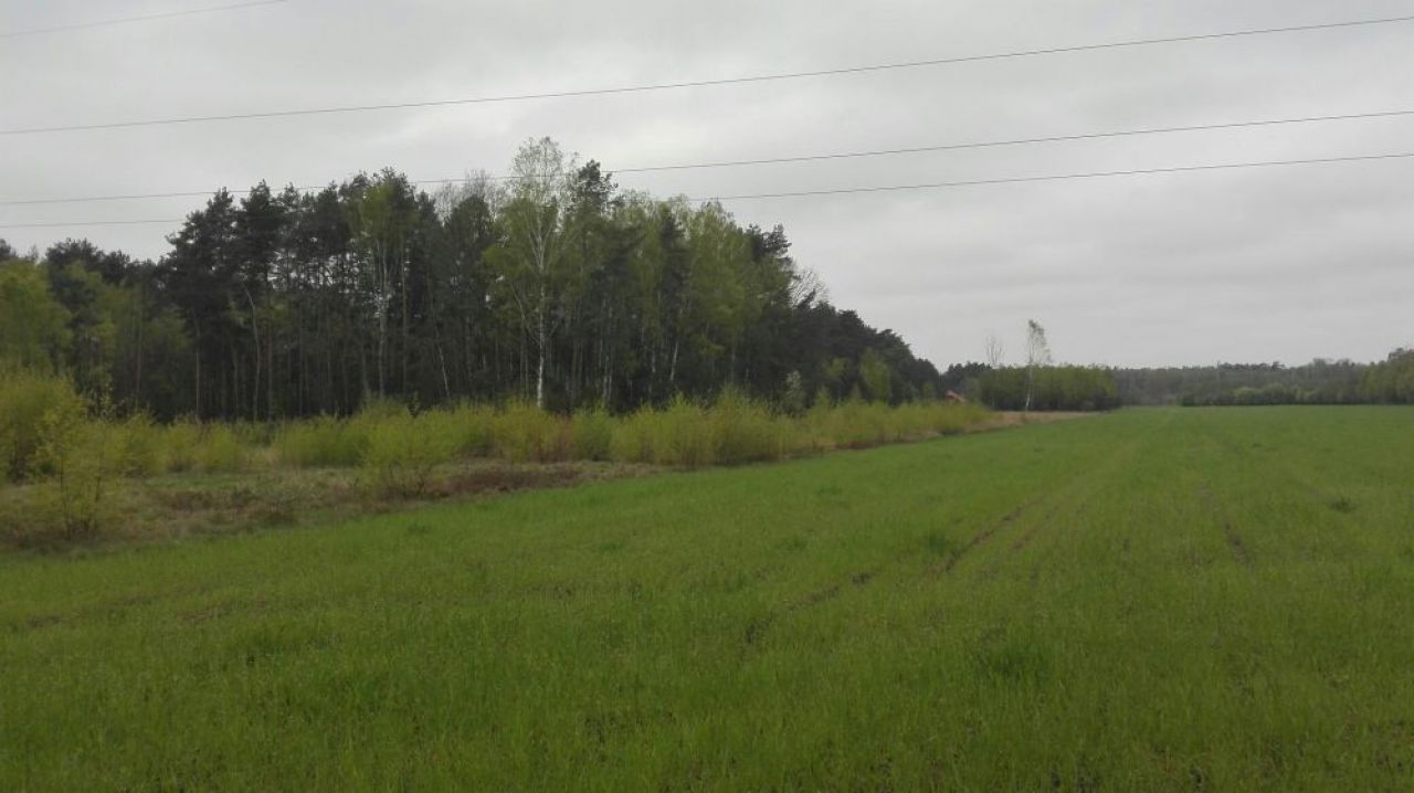 Działka leśna Bałdrzychów. Zdjęcie 8