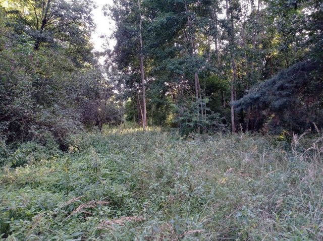 Działka rolna Kicin. Zdjęcie 3