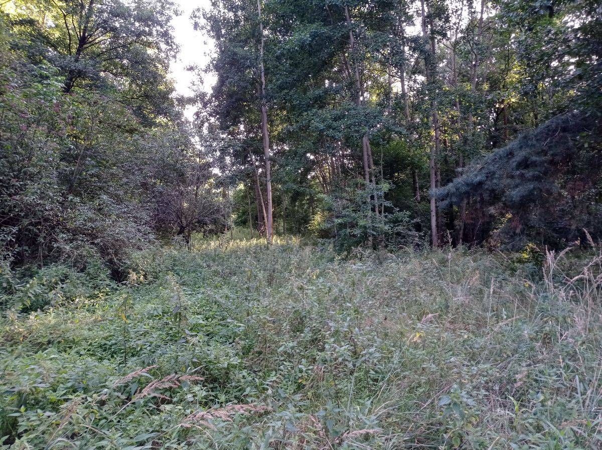 Działka rolna Kicin. Zdjęcie 3