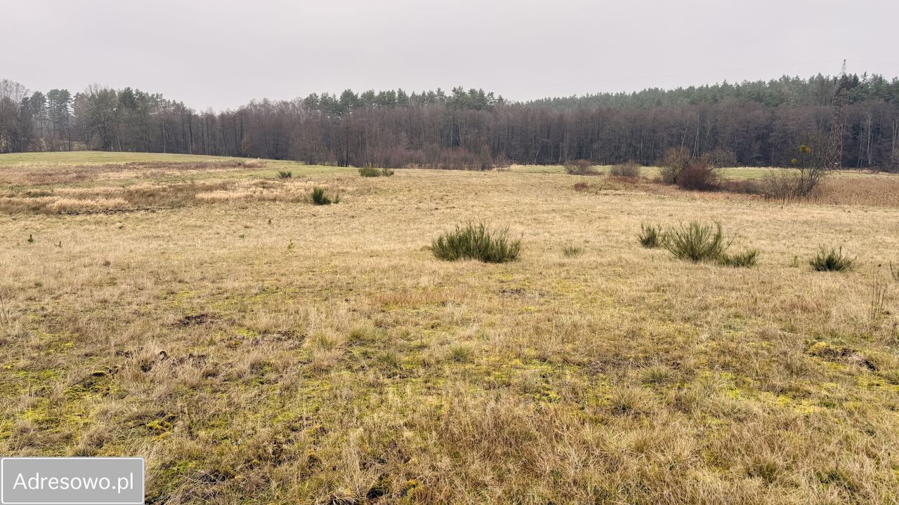 Działka rolna Przydargiń. Zdjęcie 6