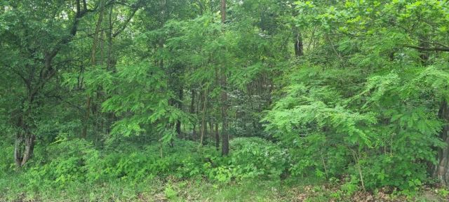 Działka budowlana Rozalin. Zdjęcie 7