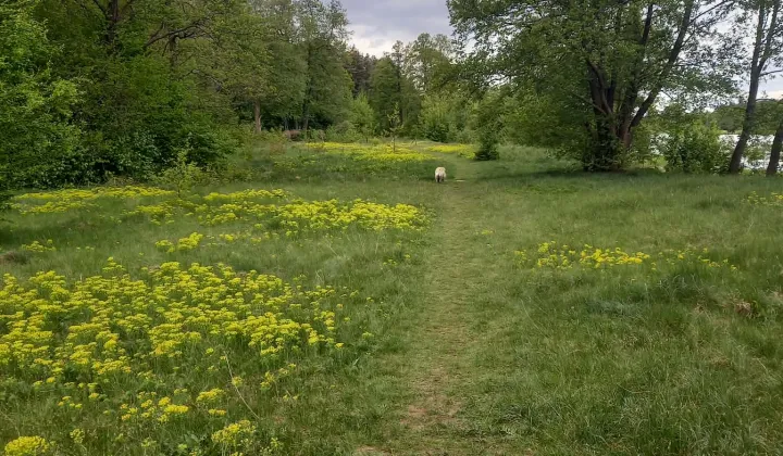 Działka rekreacyjna Dzbądz