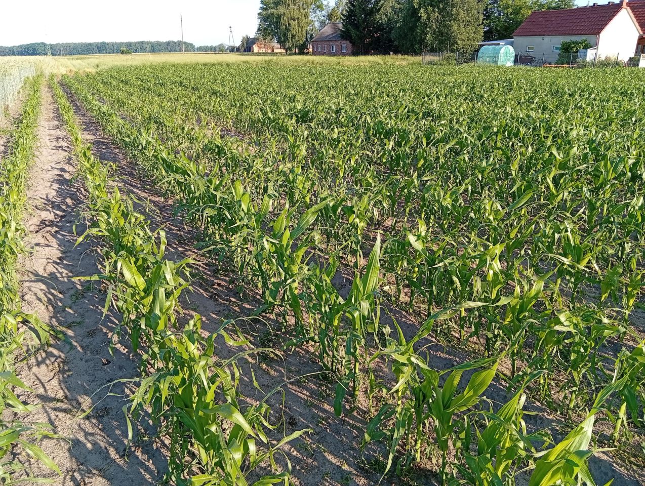 Działka budowlana Lutogniew, ul. Polna. Zdjęcie 15