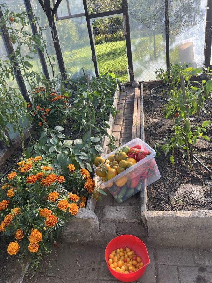 Działka rod Olsztyn, ul. Jagiellońska. Zdjęcie 2