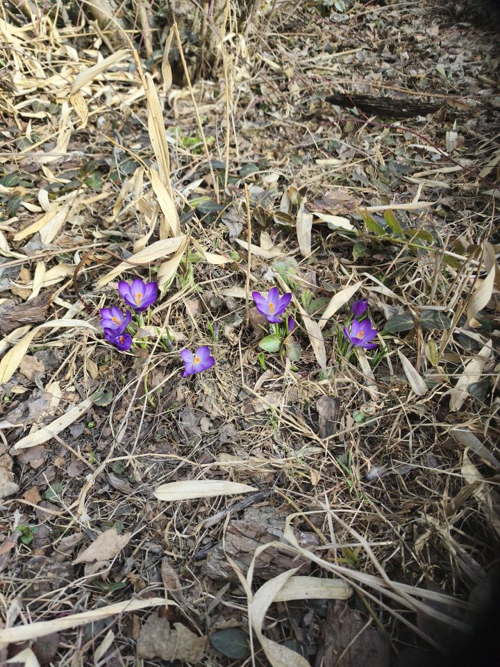 Działka rolno-budowlana Sudół Stara Wieś. Zdjęcie 7
