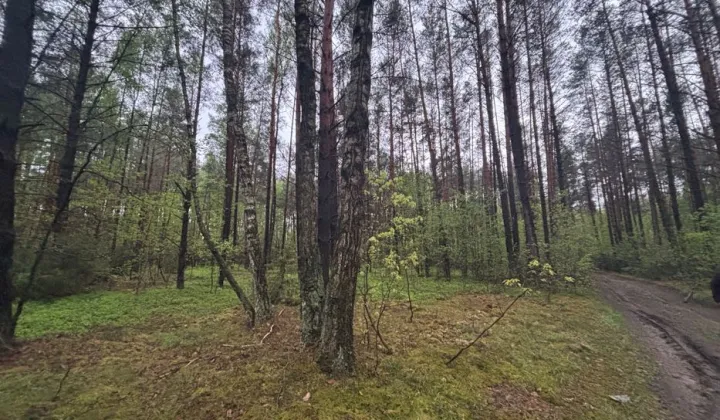 Działka leśna Szczepankowo