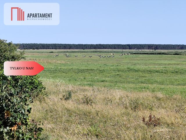 Działka rolna Brzezie. Zdjęcie 4