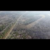 Działka leśna Gąsocin. Zdjęcie 2