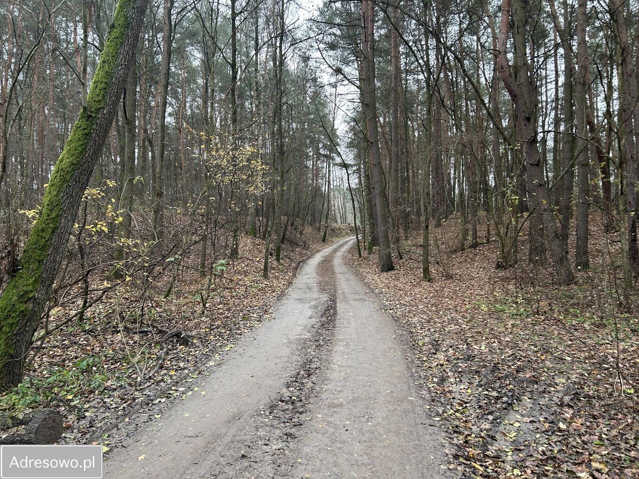 Działka leśna Adamów-Wieś, ul. Kaliny. Zdjęcie 12