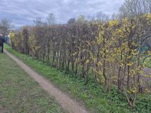 Działka rod Olsztyn, ul. Michała Kajki. Zdjęcie 2