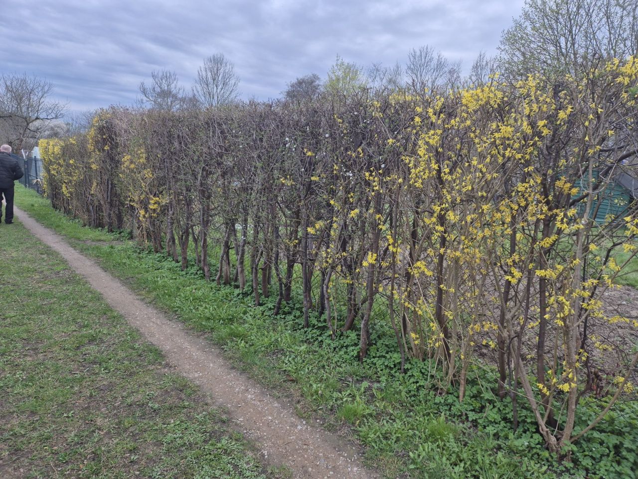 Działka rod Olsztyn, ul. Michała Kajki. Zdjęcie 3