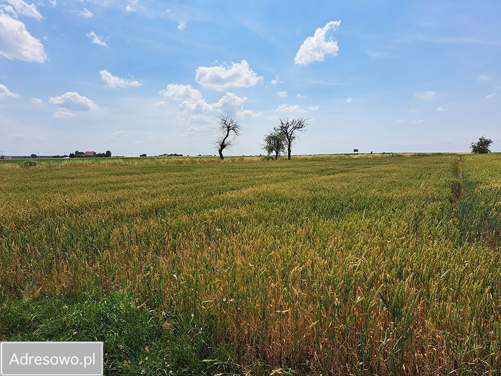 Działka budowlana Domachowo. Zdjęcie 5