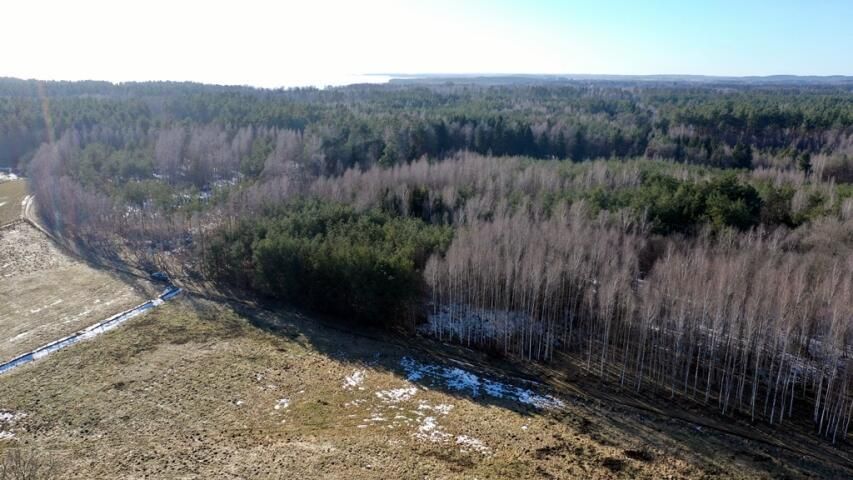 Działka leśna Grzegorze. Zdjęcie 5