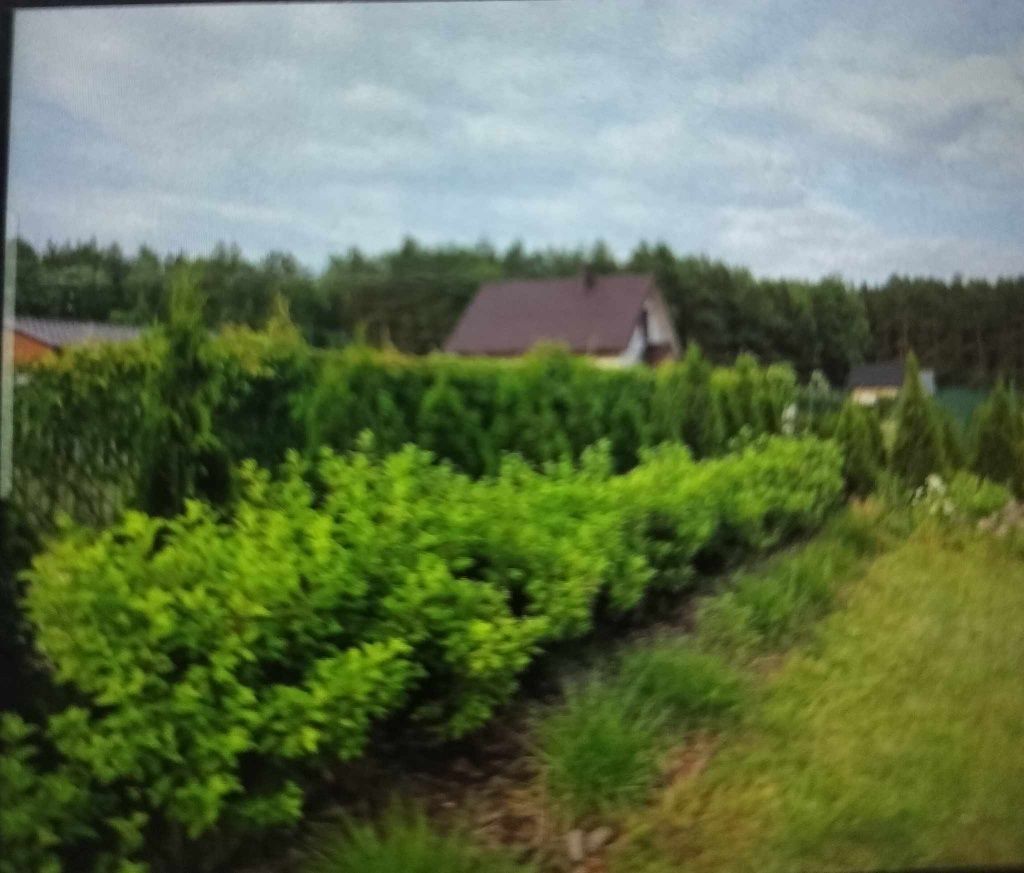 Działka rekreacyjna Nowy Orzechów. Zdjęcie 5