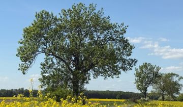 Działka budowlana Żelazna