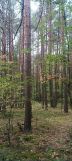 Działka leśna Zawadów. Zdjęcie 1