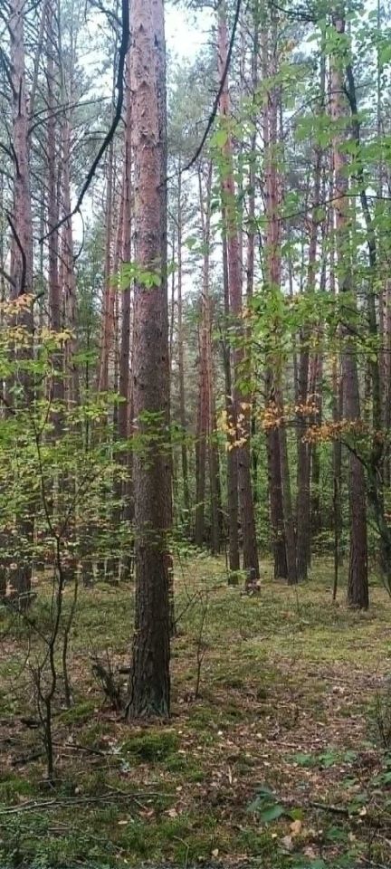 Działka leśna Zawadów. Zdjęcie 2
