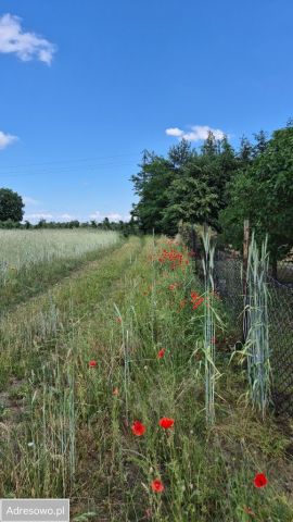 Działka rolno-budowlana Grudzkowola. Zdjęcie 1