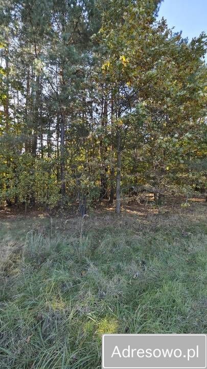 Działka leśna Myszków Nowa Wieś Żarecka, ul. Pawia. Zdjęcie 2
