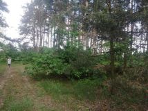 Działka rolna Szczudłów. Zdjęcie 4